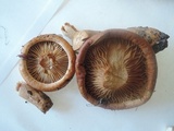 Lactarius peckii image