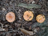 Lactarius croceus image