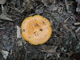 Lactarius croceus image