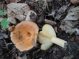 Lactarius croceus image