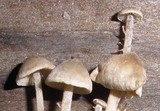 Dendrocollybia racemosa image
