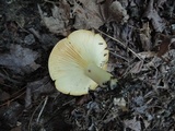 Lactarius croceus image