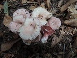 Lactarius subpurpureus image