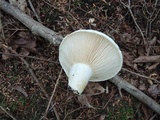Lactarius deceptivus image