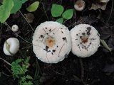 Lactarius pubescens var. betulae image