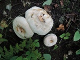Lactarius pubescens var. betulae image