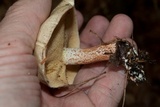 Suillus placidus image