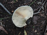 Lactarius pubescens var. betulae image