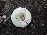 Lactarius pubescens var. betulae image