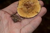 Suillus placidus image