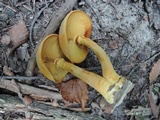 Gymnopilus luteus image