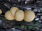Gymnopilus luteus image