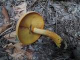 Gymnopilus luteus image