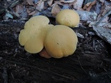 Gymnopilus luteus image
