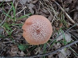 Austroboletus gracilis image