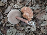 Austroboletus gracilis image