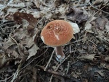 Austroboletus gracilis image
