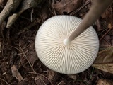 Xerula radicata image