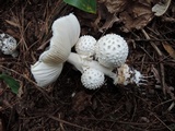 Amanita abrupta image