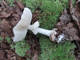 Amanita abrupta image