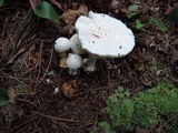 Amanita abrupta image