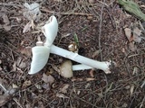 Amanita brunnescens image