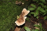 Trametes gibbosa image