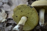 Boletus pallidus image