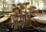 Mycetinis copelandii image