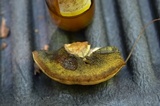 Boletus pallidus image