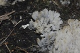 Clavulina coralloides image