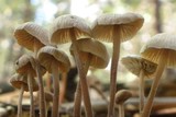 Mycetinis copelandii image