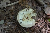 Lactarius deceptivus image