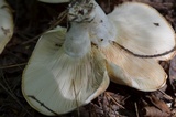 Lactarius deceptivus image