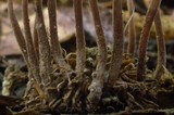 Mycetinis copelandii image