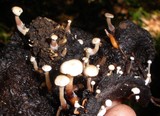 Collybia tuberosa image