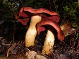 Cortinarius smithii image