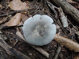 Russula aeruginea image