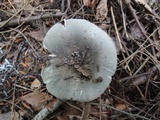 Russula aeruginea image