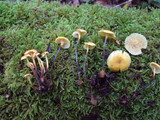 Xeromphalina cauticinalis image