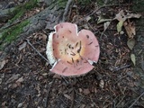 Russula vinosa image