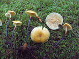 Xeromphalina cauticinalis image