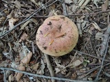 Russula maculata image