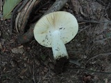 Russula maculata image
