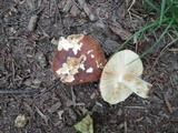 Russula maculata image