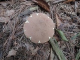 Porphyrellus brunneus image