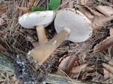Porphyrellus brunneus image