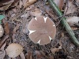 Porphyrellus brunneus image
