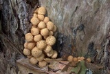 Pholiota squarrosa image