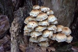 Pholiota squarrosa image